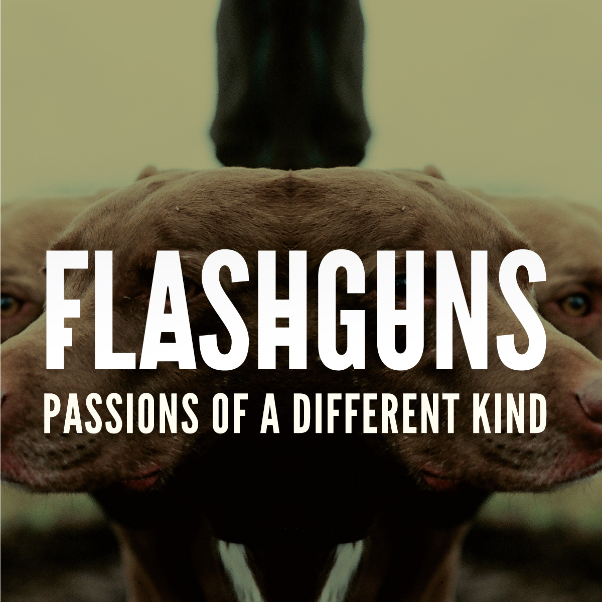 Flashguns группа. Passions.